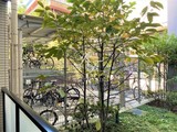 レックス白金 レックス白金20