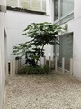 KDXレジデンス自由が丘 白い壁に囲まれた庭園スペースに大きな樹木が育つ落ち着いた中庭