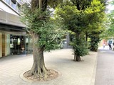 コンフォリア北参道 コンフォリア北参道15