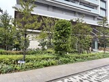 ブリリアタワー有明ミッドクロス 1階植栽。