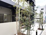 グランカーサ住吉3 植栽が配置された開放的なエントランスアプローチ