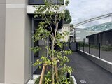 エスレジデンス千住大橋ブロード 緑のあるテラスから見た建物外観と落ち着いたアプローチ
