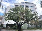 ブランシエスタ品川大井町パークエッジ 大きな樹木が立つ敷地から見た建物の外観