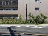 アーバンパーク船堀2 前面道路から見たマンション外観と緑化されたエントランス周辺