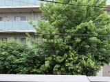 ウェルスクエア渋谷本町 1DK・1LDK