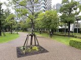 シティタワーズ東京ベイ 緑豊かな公園から見た建物と周辺環境の様子
